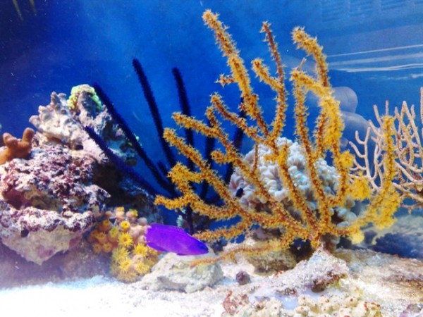 gorgones trio.jpg (94.17 Kio) Consulté 8888 fois gorgones trio.jpg