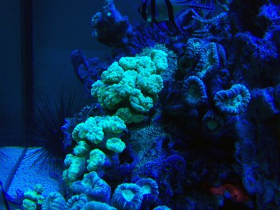 8.jpg (584.91 Kio) Consulté 11239 fois 8.jpg