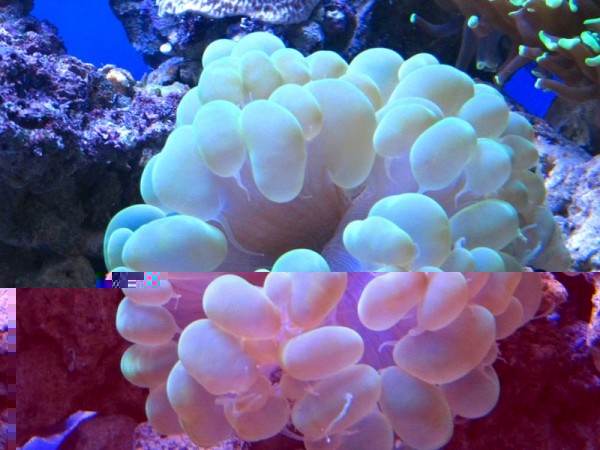 Bulle.jpg (81.37 Kio) Consulté 13236 fois Bulle.jpg