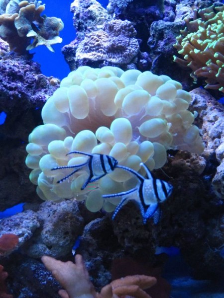 Bulle1.jpg (90.59 Kio) Consulté 13730 fois Bulle1.jpg